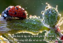 Bình Yên Từ Bên Trong – Thích Minh Niệm binh yen tu ben trong thich minh
