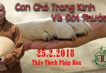 Con Chó Trong Kinh Và Đời Thường – Thích Pháp Hòa con cho trong kinh va doi thuong