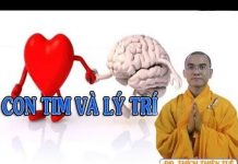 Con Tim Và Lí Trí – Thích Thiện Tuệ con tim va li tri thich thien tu