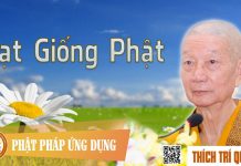 Hạt Giống Phật – Thích Trí Quảng hat giong phat thich tri quang