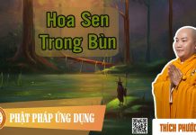 Hoa Sen Trong Bùn – Thích Phước Tiến hoa sen trong bun thich phuoc ti