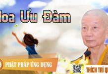 Hoa Ưu Đàm – Thích Trí Quảng hoa uu dam thich tri quang