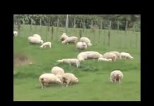 Hoằng Pháp Tại New Zealand Và Australia – Thích Chân Tính hoang phap tai new zealand va au