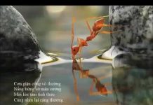 Không Ngừng Quan Sát Tâm Chống Cự – Thích Minh Niệm khong ngung quan sat tam chong c