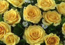 Kinh Hoa Nghiêm 16 – Thích Tuệ Hải kinh hoa nghiem 16 thich tue hai