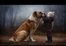 Năm Tuất Kể Chuyện Chó – Thích Nữ Như Lan nam tuat ke chuyen cho thich nu
