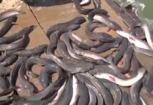 Tôi Chưa Hề Tuyệt Vọng – Thích Nữ Hương Nhũ toi chua he tuyet vong thich nu