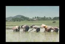 Trâu Ơi – Thích Chân Tính trau oi thich chan tinh