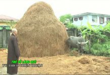 Trở Về Làng Quê – Thích Thiện Thuận tro ve lang que thich thien thua