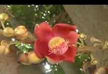 Tứ Vô Lượng Tâm: Từ, Bi (24/06/2007) – Thích Nhật Từ tu vo luong tam tu bi 24 06 2007