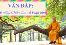 Vấn đáp: Chân tâm, vọng tâm, Phật tâm – Thích Nhật Từ van dap chan tam vong tam phat t