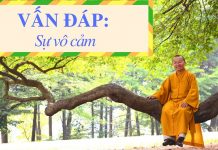 Vấn đáp: Khái niệm sự vô cảm – Thích Nhật Từ van dap khai niem su vo cam thic