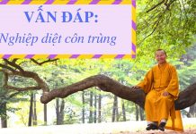 Vấn đáp: Nghiệp diệt côn trùng – Thích Nhật Từ van dap nghiep diet con trung th