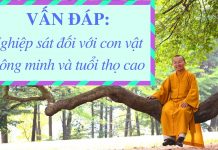 Vấn đáp: Nghiệp quả sát sinh – Thích Nhật Từ van dap nghiep qua sat sinh thic