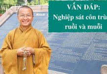 Vấn đáp: Nghiệp sát côn trùng (ruồi,muỗi) – Thích Nhật Từ van dap nghiep sat con trung ruo