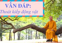 Vấn đáp: Thoát kiếp động vật – Thích Nhật Từ van dap thoat kiep dong vat thic