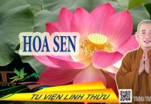 Hoa sen trên tay Phật – Thích Thiện Xuân hoa sen tren tay phat thich thie