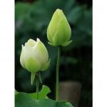 Từng Bước An Vui – Thích Thông Phương Tung Buoc An Vui