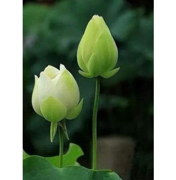 Từng Bước An Vui – Thích Thông Phương Tung Buoc An Vui