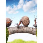 Bổn Phận Và Trách Nhiệm bon phan va trach nhiem