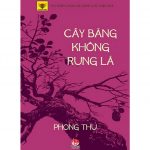 Cây Bàng Không Rụng Lá – Phong Thu cay bang khong rung la