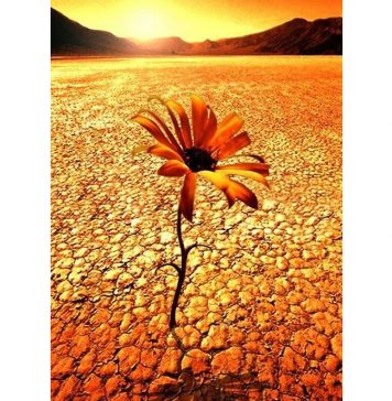 Họ Đã Vượt Lên Số Phận Nghiệt Ngã ho da vuot len so phan nghiet nga