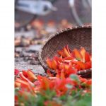 Hoa Gạo Rụng – Y Ban hoa gao rung