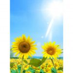Hướng Dương về với mặt trời huong duong huong ve mat troi