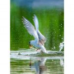 Mây Trời Và Rong Biển – Sơn Nam may troi va rong bien