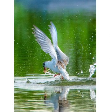 Mây Trời Và Rong Biển – Sơn Nam may troi va rong bien
