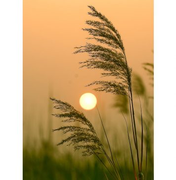 Nơi Ẩn Giấu Những Tấm Lòng noi an dau nhung tam long