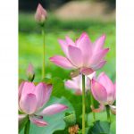 Tình Đời Ý Đạo – HT Thích Hộ Giác tinh doi y dao
