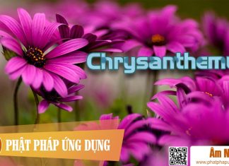 Chrysanthemum Am-Nhac-Phat-Giao-Chrysanthemum-Cuc-Phat-Phap-Ung-Dung