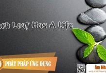 Each Leaf Has A Life Am-Nhac-Phat-Giao-Each-Leaf-Has-A-Life-(co-Cam)-Phat-Phap-Ung-Dung