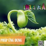 Ươm Mầm Am-Nhac-Phat-Giao-Uom-Mam-Phat-Phap-Ung-Dung