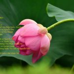Những bài hát tân nhạc Phật giáo chọn lọc – Vol 2 Những bài hát tân nhạc Phật giáo chọn lọc - Vol 2 | Phật Pháp Ứng Dụng