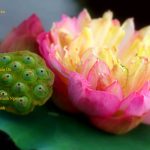 Những bài hát tân nhạc Phật giáo chọn lọc – Vol 3 Những bài hát tân nhạc Phật giáo chọn lọc - Vol 3 | Phật Pháp Ứng Dụng