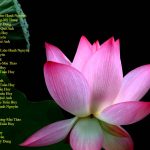 Những bài hát tân nhạc Phật giáo chọn lọc – Vol 1 Những bài hát tân nhạc Phật giáo chọn lọc - Vol 1 | Phật Pháp Ứng Dụng