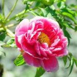 Ba Mươi Lời Khuyên Tâm Huyết Ba Mươi Lời Khuyên Tâm Huyết