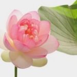 Lợi Ích Của Pháp Môn Niệm Phật Lợi ích của pháp môn niệm Phật