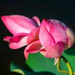 Quê Hương Cực Lạc Quê Hương Cực Lạc