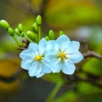 Ẩn dụ một đóa mai Ẩn dụ một đóa mai