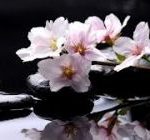 Tâm niệm thọ cúng dường Tâm niệm thọ cúng dường
