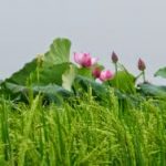 Các pháp duyên sinh, không thật Các pháp duyên sinh, không thật
