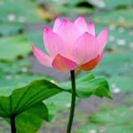Đại Niệm Xứ (P8) – Ghi chú Đại Niệm Xứ (P8) - Ghi chú