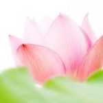 Đại Niệm Xứ (P9) – Pali-Việt Ðối Chiếu Đại Niệm Xứ (P9) - Pali-Việt Ðối Chiếu