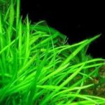 Dụng tâm tu thiền (phần 4) Dụng tâm tu thiền (phần 4)