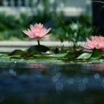 Không gian không phải là pháp vô vi Không gian không phải là pháp vô vi