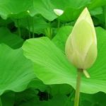 Một đồng tiền mất trong dòng sông Một đồng tiền mất trong dòng sông