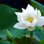 Quán bất tịnh Quán bất tịnh
